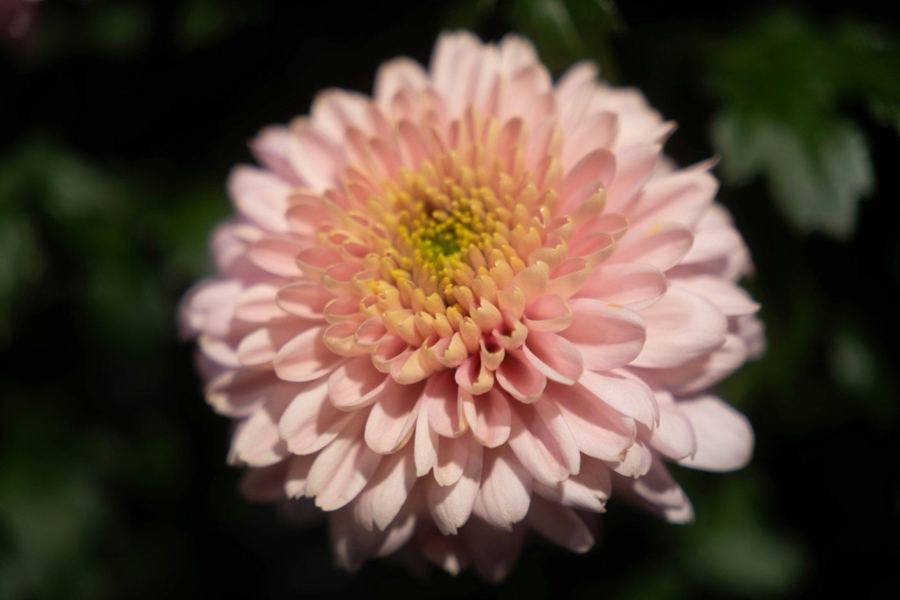 Pink chrysanthemum against a dark background