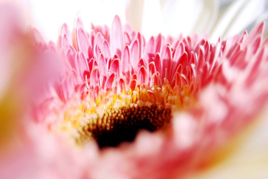 Close-up of a pink gerbera