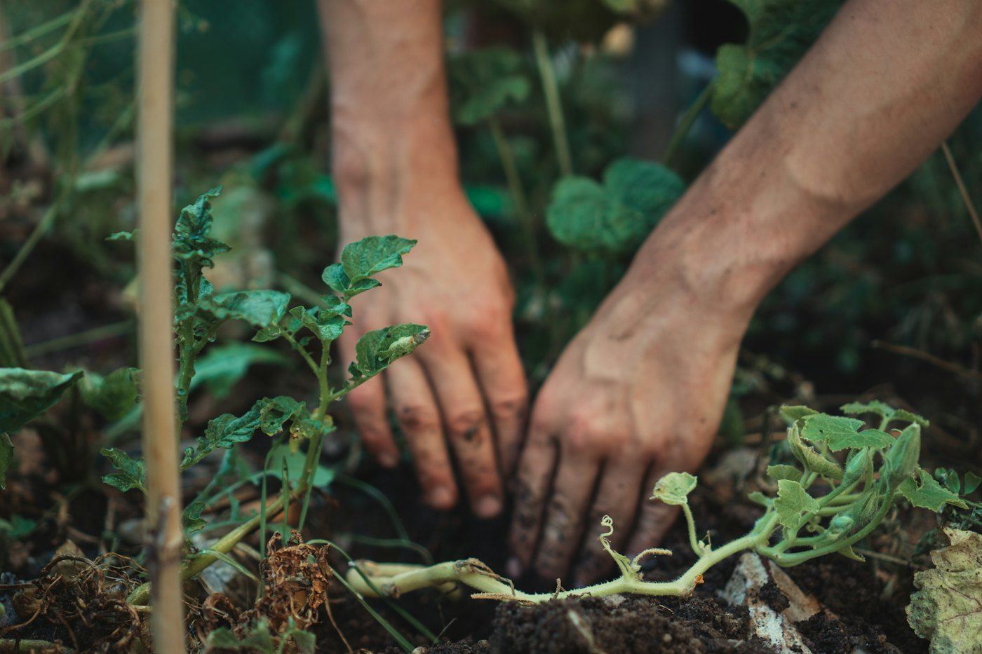A grower's hands planting a seedling in soil