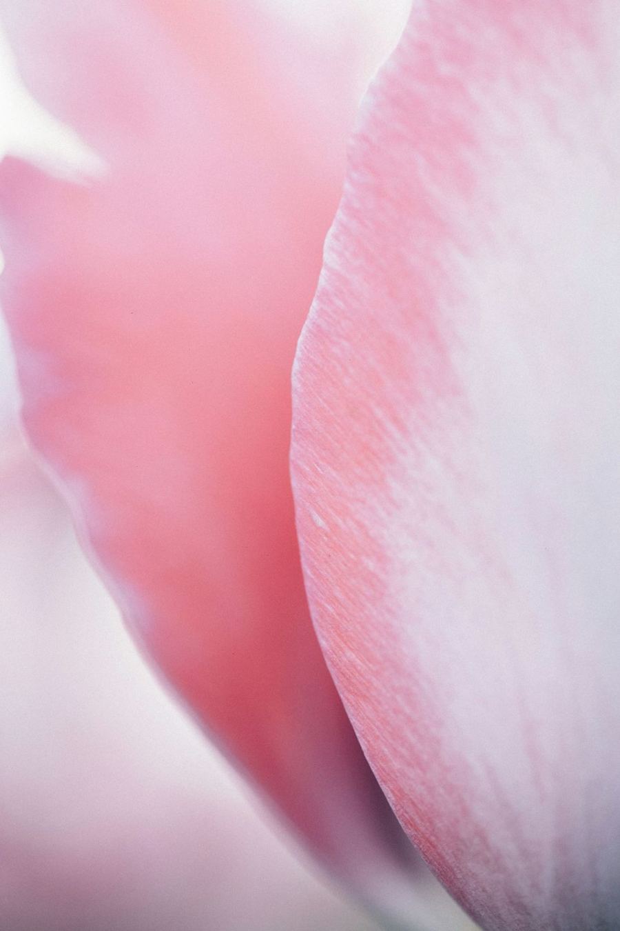 Soft pink petals in close-up