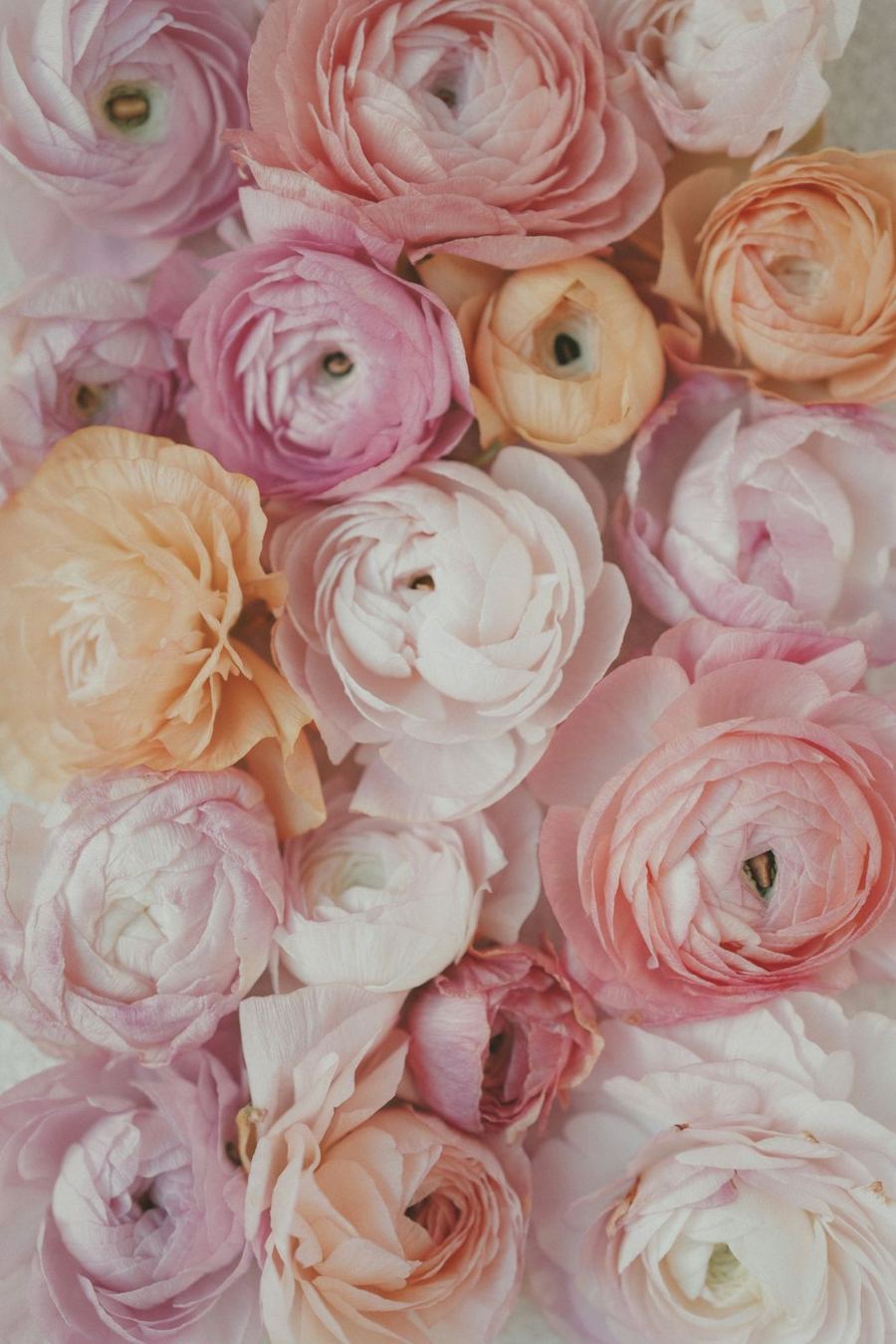 Soft pink and peach ranunculus